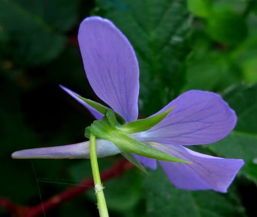 Viola cornuta (Horned violet) — photo