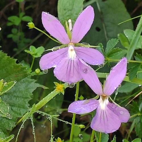 Viola cornuta (Horned violet) — photo