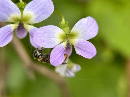 Viola diffusa — photo