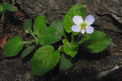 Viola diffusa — photo