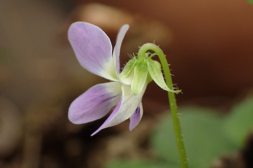 Viola diffusa