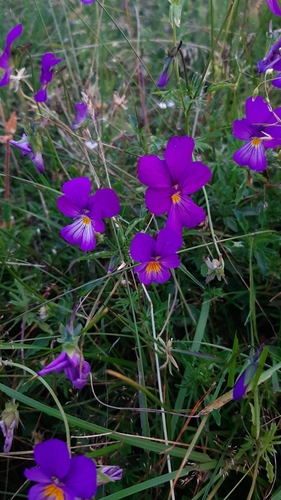 Viola elegantula (Lijepa ljubicica) — photo