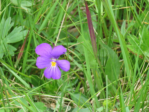 Viola elegantula (Lijepa ljubicica) — photo