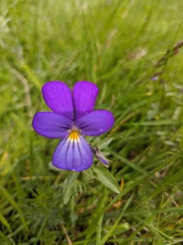 Viola elegantula