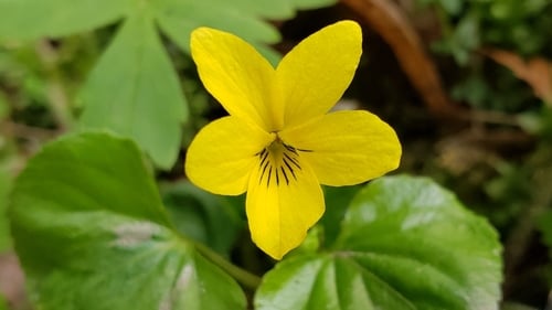 Viola glabella (Stream violet) — photo