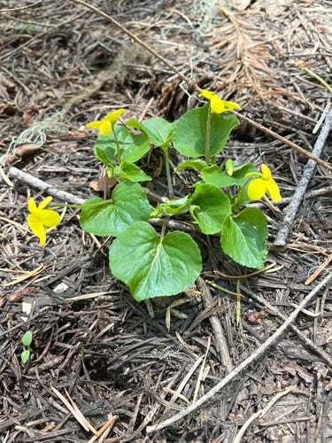 Viola glabella (Stream violet) — photo