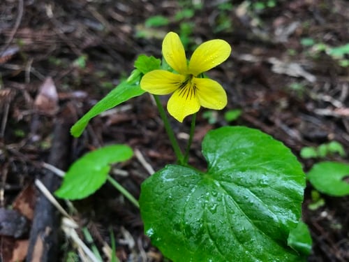 Viola glabella