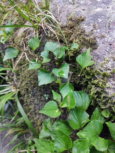 Viola grypoceras — photo