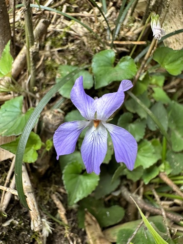 Viola grypoceras