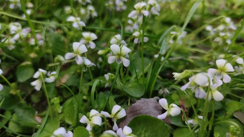 Viola hamiltoniana