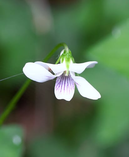 Viola hamiltoniana — photo