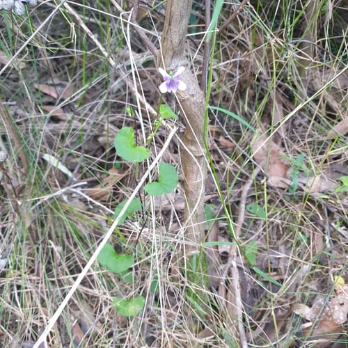 Viola hederacea (Native violet) — photo