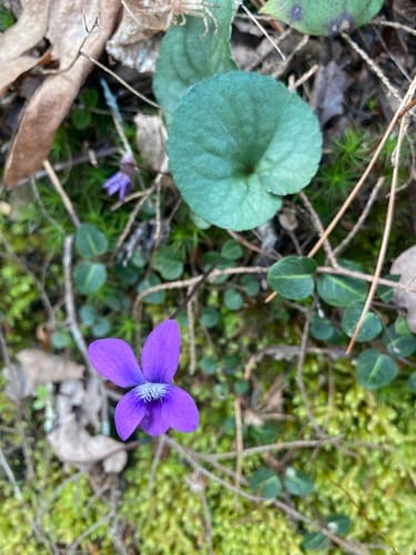 Viola hirsutula (Southern wood violet) — photo