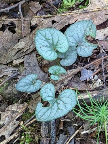 Viola hirsutula (Southern wood violet) — photo