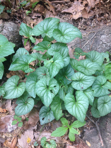 Viola hirsutula