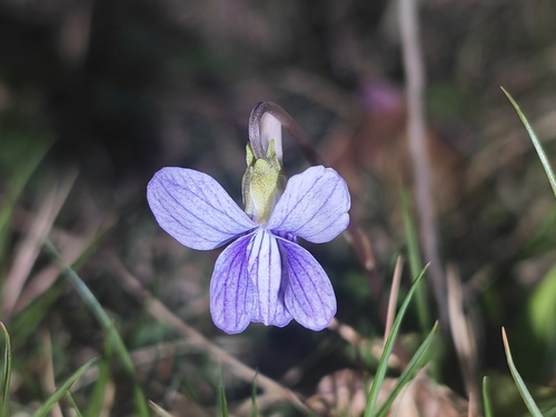 Viola inconspicua (Chinese violet) — photo