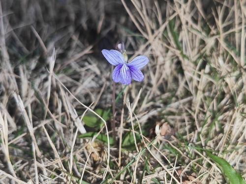 Viola inconspicua (Chinese violet) — photo