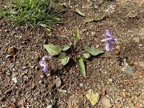 Viola japonica — photo