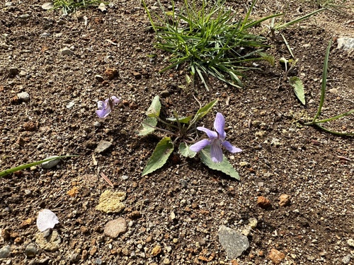 Viola japonica — photo