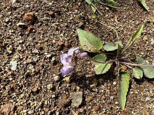 Viola japonica
