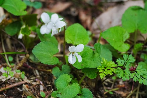 Viola keiskei — photo