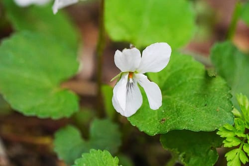 Viola keiskei — photo