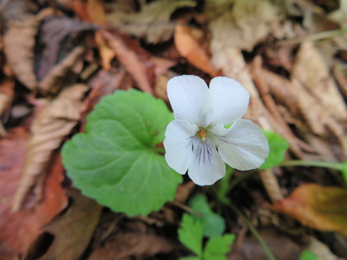 Viola keiskei