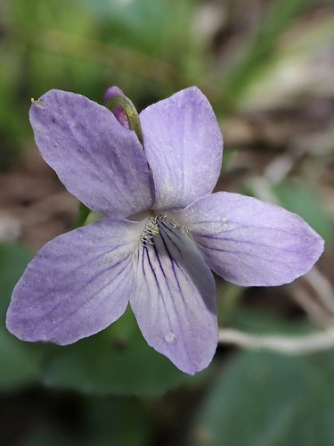 Viola labradorica (Labrador violet) — photo