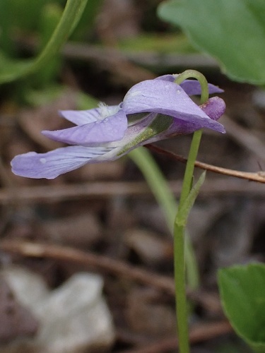 Viola labradorica (Labrador violet) — photo