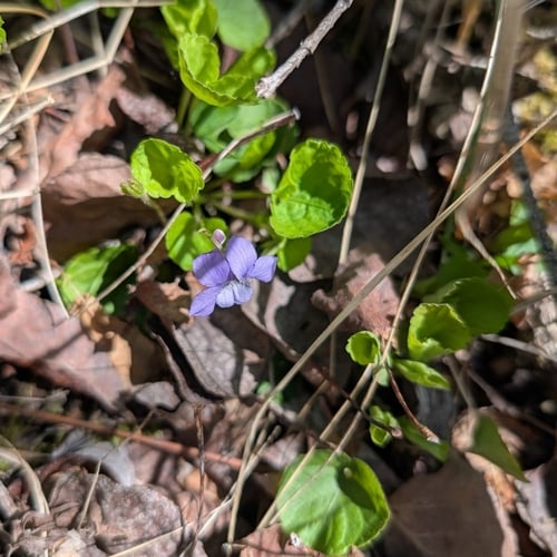 Viola labradorica