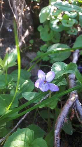 Viola langsdorffii (Alaska violet) — photo