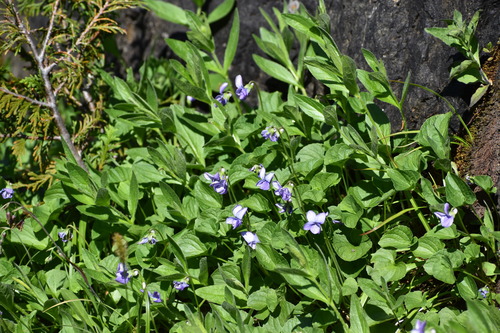 Viola langsdorffii (Alaska violet) — photo