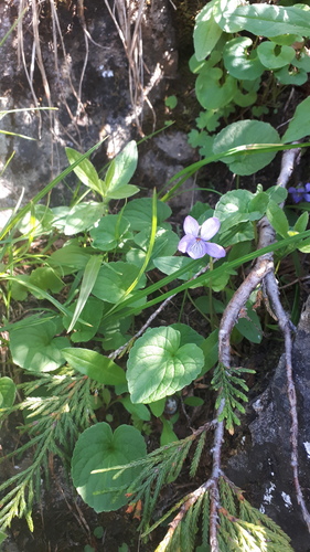 Viola langsdorffii