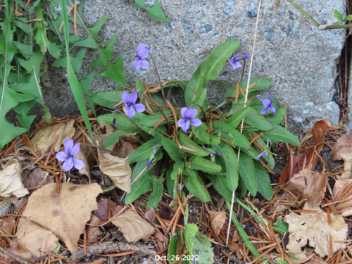 Viola mandshurica
