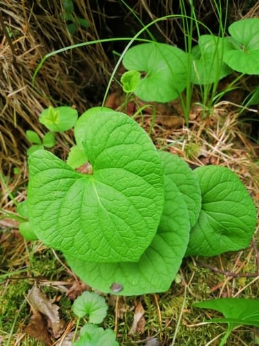 Viola mirabilis — photo