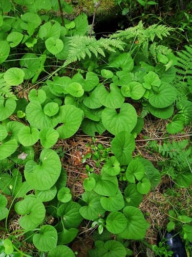 Viola mirabilis — photo