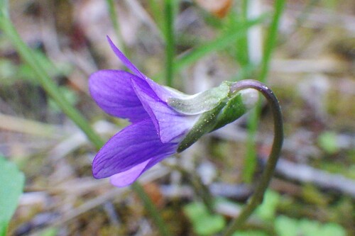 Viola nephrophylla (Northern bog violet) — photo