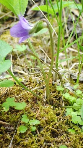 Viola nephrophylla (Northern bog violet) — photo