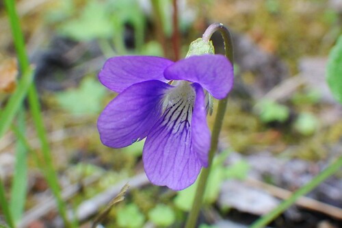Viola nephrophylla