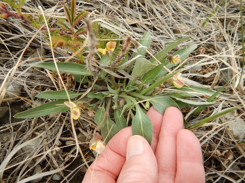 Viola nuttallii (Nuttall's violet) — photo