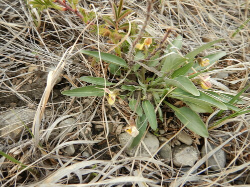 Viola nuttallii (Nuttall's violet) — photo