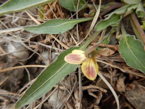 Viola nuttallii