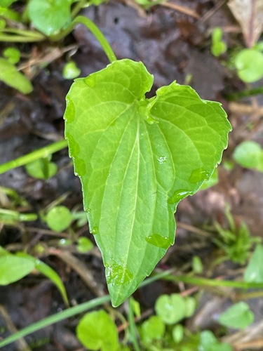 Viola obliqua (Marsh blue violet) — photo