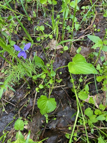 Viola obliqua (Marsh blue violet) — photo