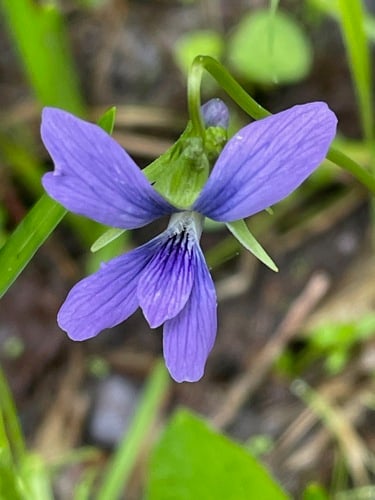 Viola obliqua