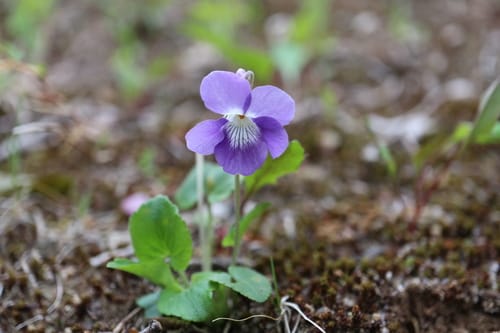 Viola obtusa — photo