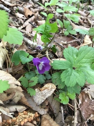 Viola obtusa — photo