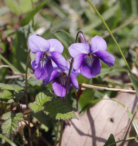 Viola obtusa