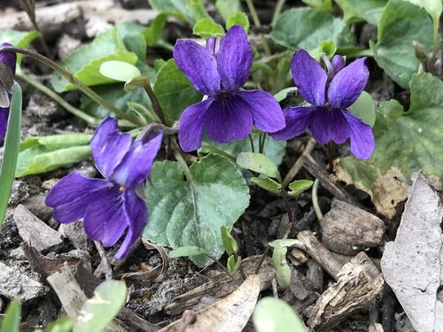 Viola odorata (Sweet violets) — photo