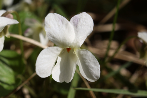 Viola odorata (Sweet violets) — photo